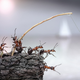 Illustration for article titled Fanciful photos reveal the whimsical secret lives of ants